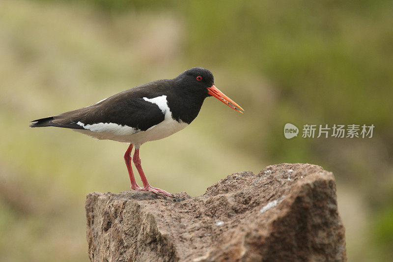 欧亚牡蛎(ostralegus Haematopus ostralegus)，岩石上，侧视图